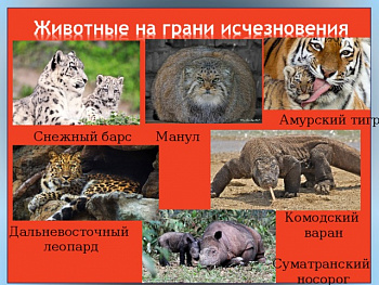 Красная книга.Животные на грани вымирания