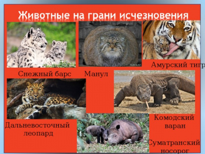 Красная книга.Животные на грани вымирания